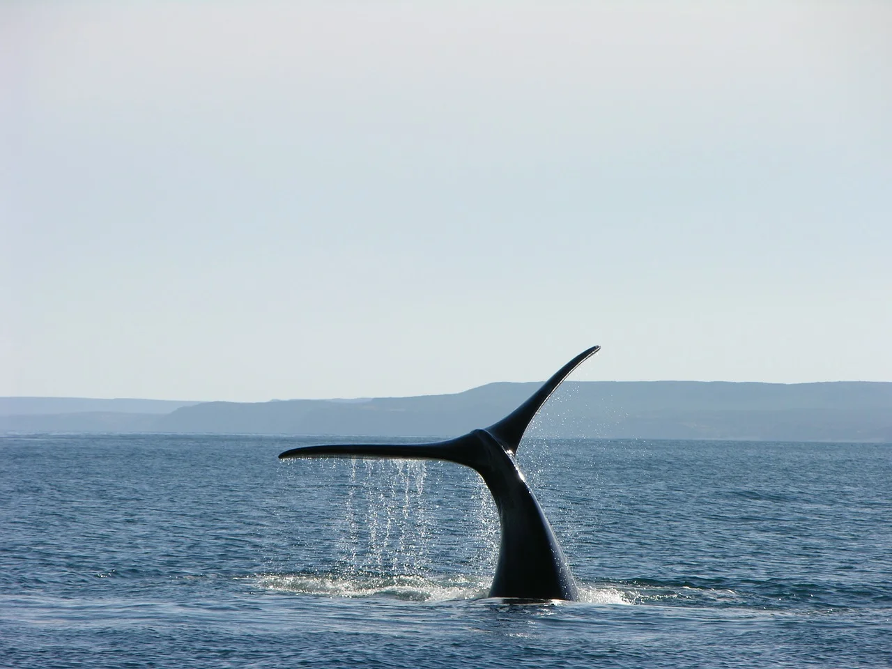 ballenas