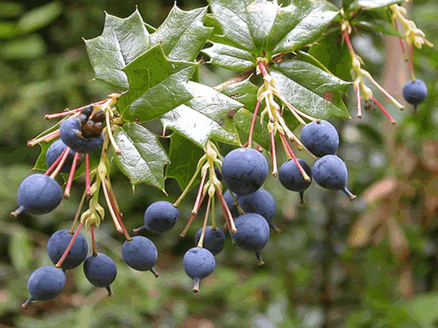 Fruta Calafate