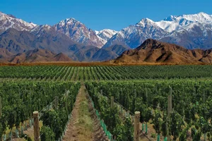 Viñedos y Montañas nevadas en el Valle de Uco