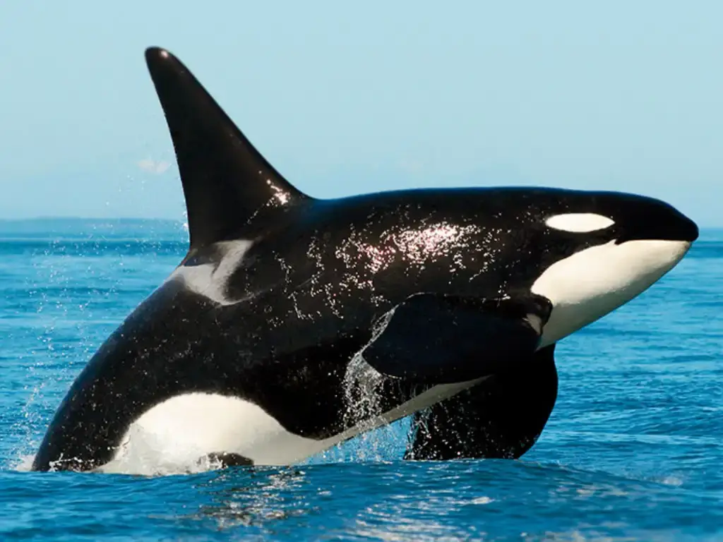 Orca saltando sobre el agua