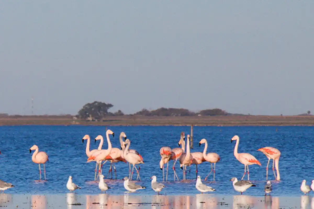 Flamencos parados frente a una laguna