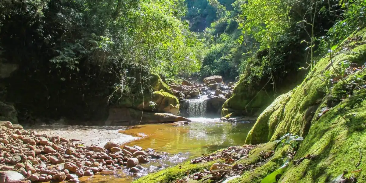 Mini cascada entre medio de árboles y montañas con musgo