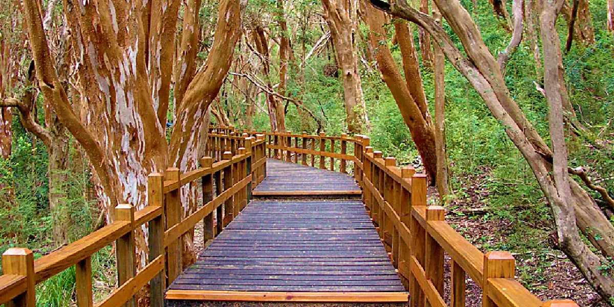 Pasarela de madera rodeada de troncos de árboles