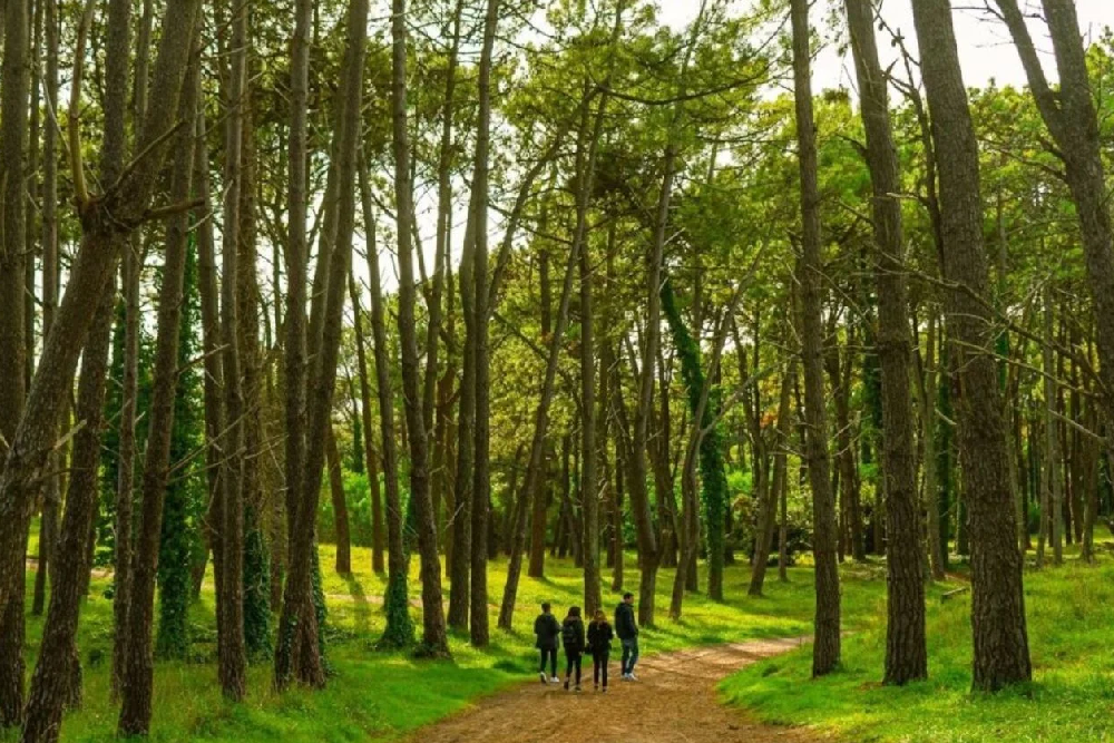 Bosque Energético Miramar: qué saber antes de ir
