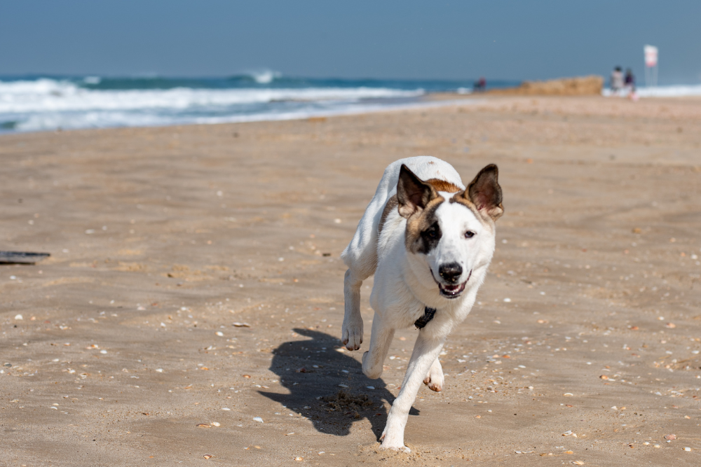 Playas pet friendly en Mar del Plata